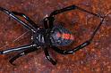 Latrodectus_hasselti_D3460_Z_84_Karinji NP_Australie